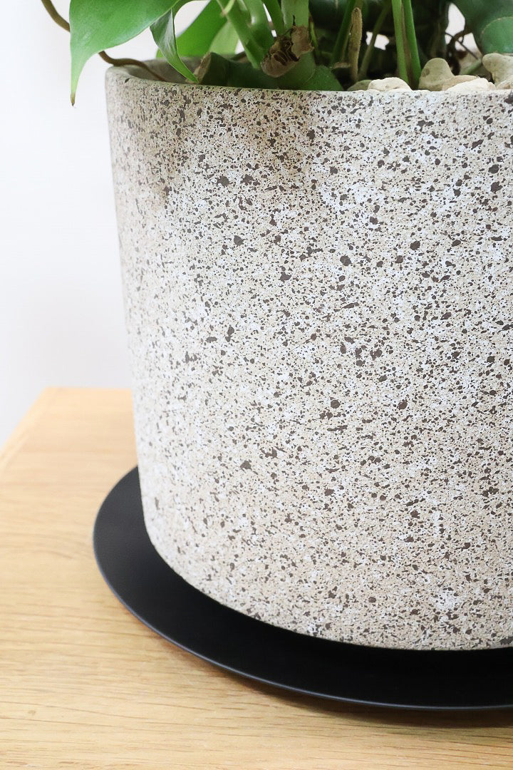 【モンステラ ミニマ】一番人気のサイズ！かなりボリュームあります！葉もとてもきれいで最高の状態です！