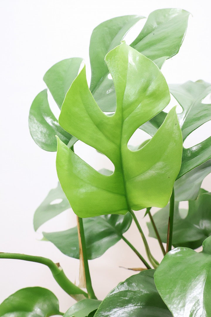 【モンステラ ミニマ】一番人気のサイズ！かなりボリュームあります！葉もとてもきれいで最高の状態です！