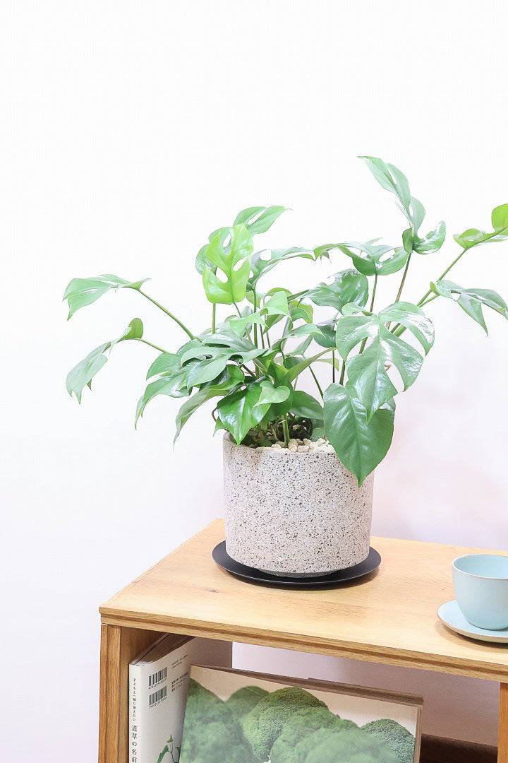 【モンステラ ミニマ】一番人気のサイズ！かなりボリュームあります！葉もとてもきれいで最高の状態です！