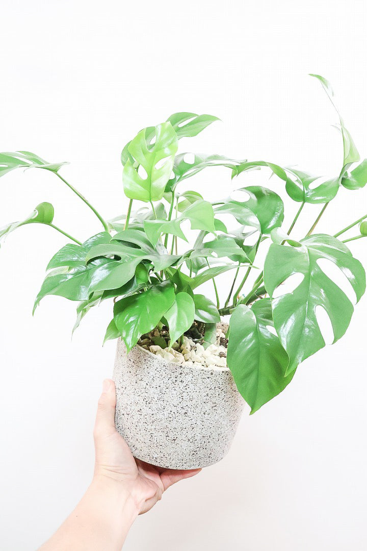 【モンステラ ミニマ】一番人気のサイズ！かなりボリュームあります！葉もとてもきれいで最高の状態です！