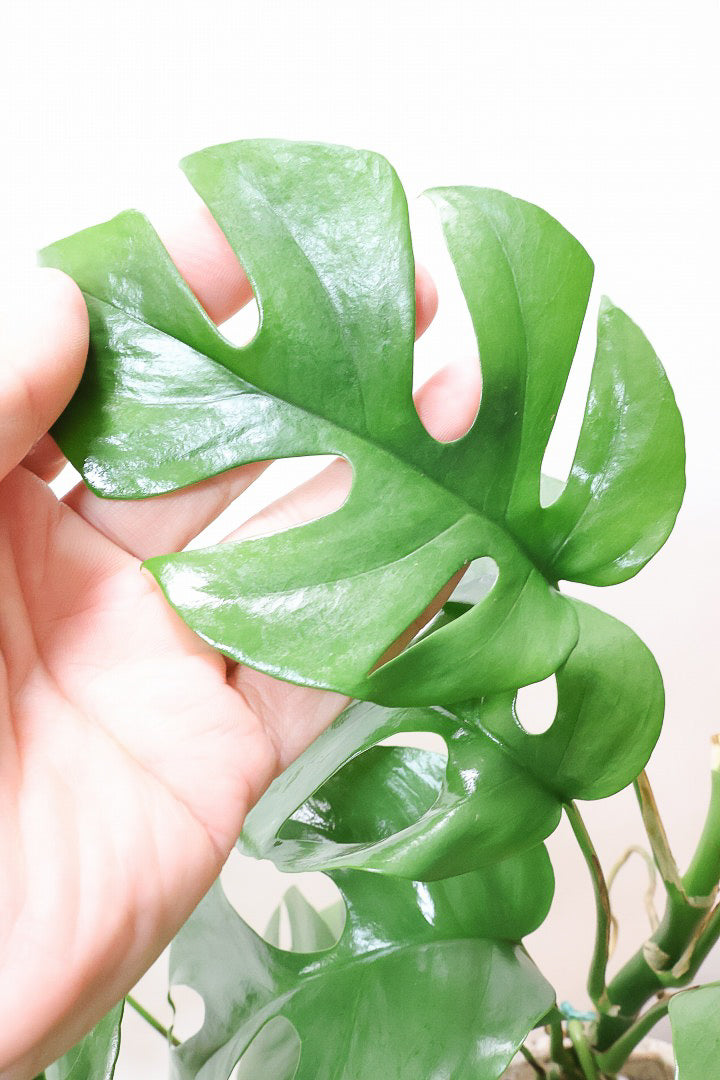 【モンステラ ミニマ】一番人気のサイズ！かなりボリュームあります！葉もとてもきれいで最高の状態です！