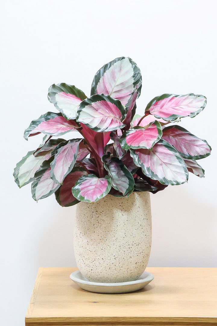 【カラテア ロージー】ラスト１鉢！まるで花束のような美しい草姿。葉色がとてもイイ感じに出ていますのでおススメです！