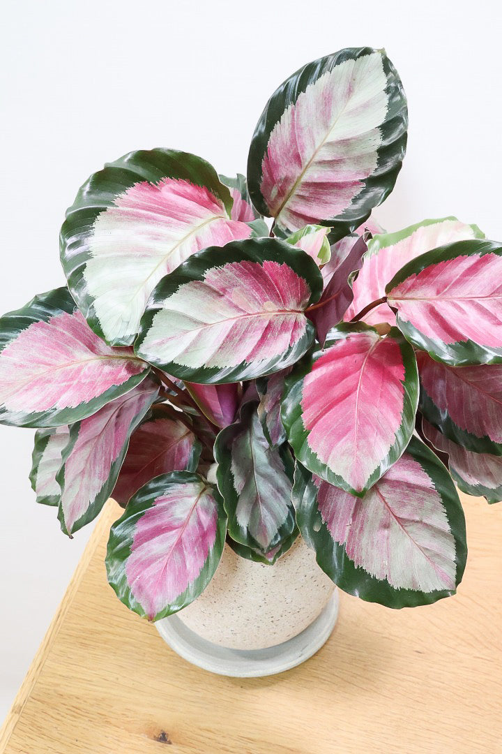 【カラテア ロージー】ラスト１鉢！まるで花束のような美しい草姿。葉色がとてもイイ感じに出ていますのでおススメです！