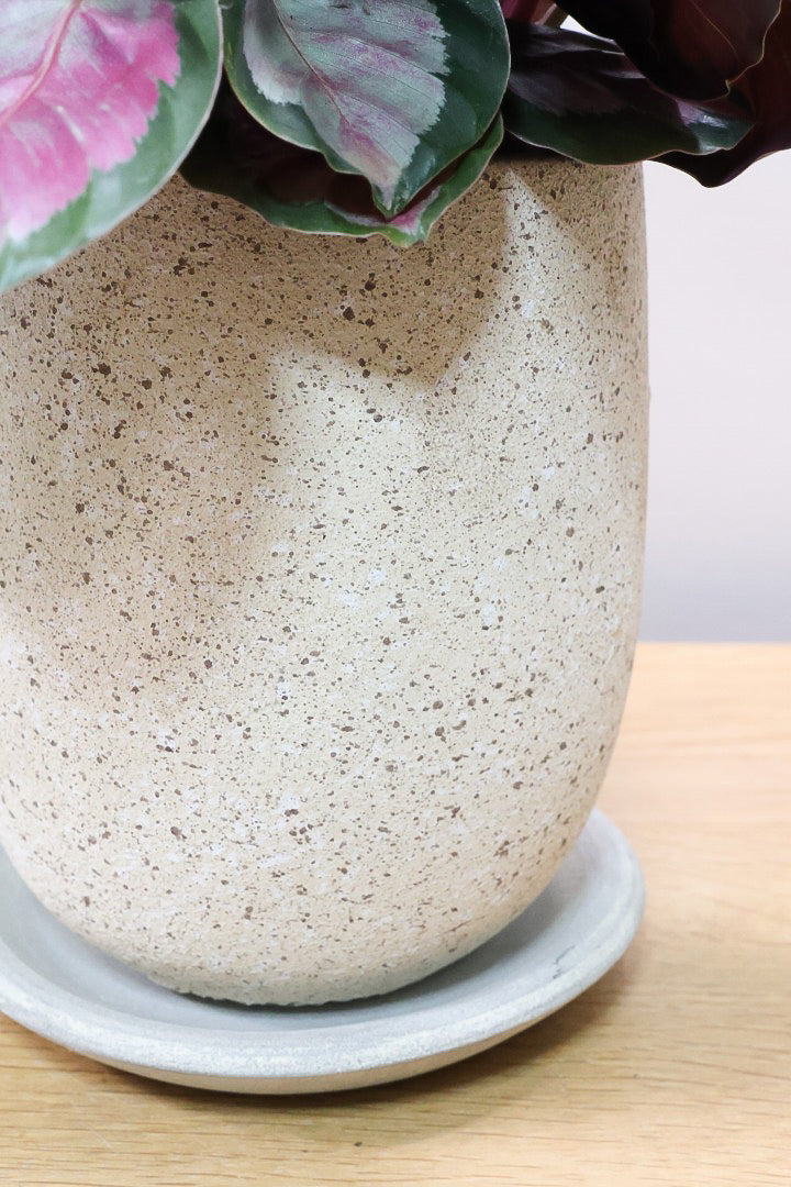 【カラテア ロージー】ラスト１鉢！まるで花束のような美しい草姿。葉色がとてもイイ感じに出ていますのでおススメです！