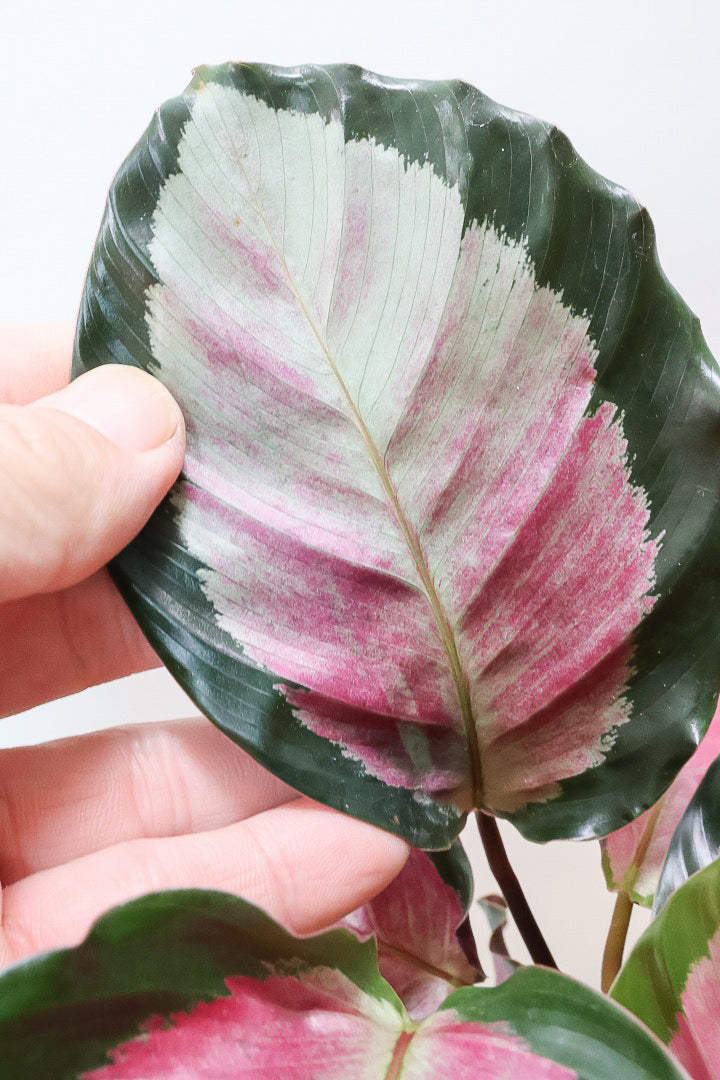 【カラテア ロージー】ラスト１鉢！まるで花束のような美しい草姿。葉色がとてもイイ感じに出ていますのでおススメです！