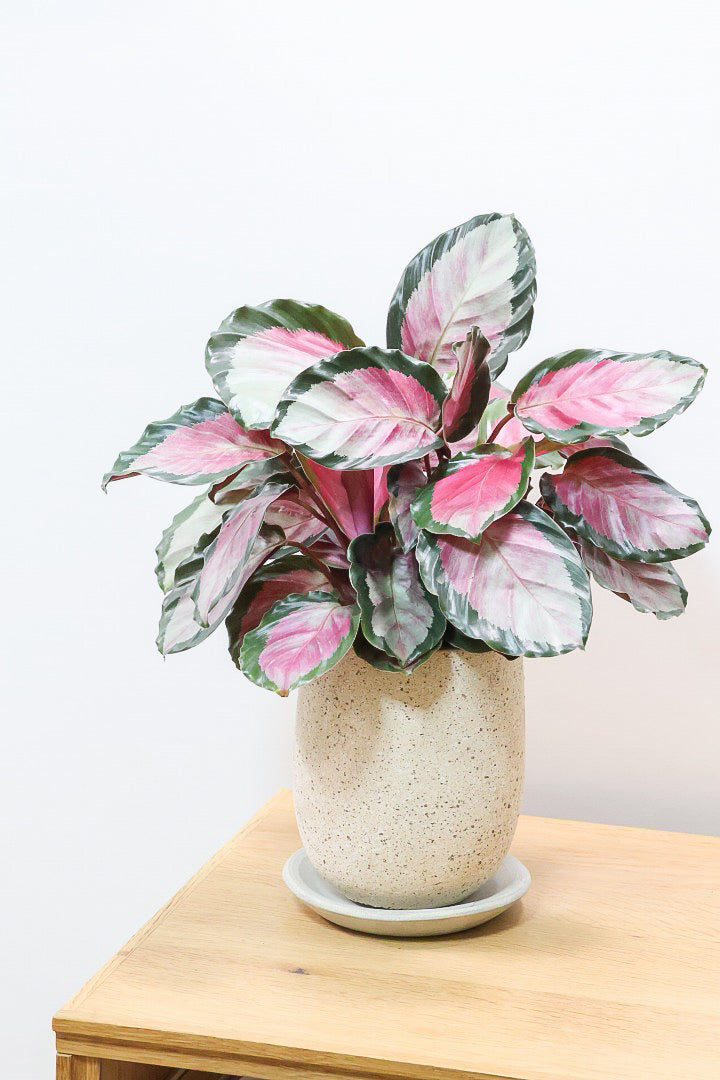 【カラテア ロージー】ラスト１鉢！まるで花束のような美しい草姿。葉色がとてもイイ感じに出ていますのでおススメです！