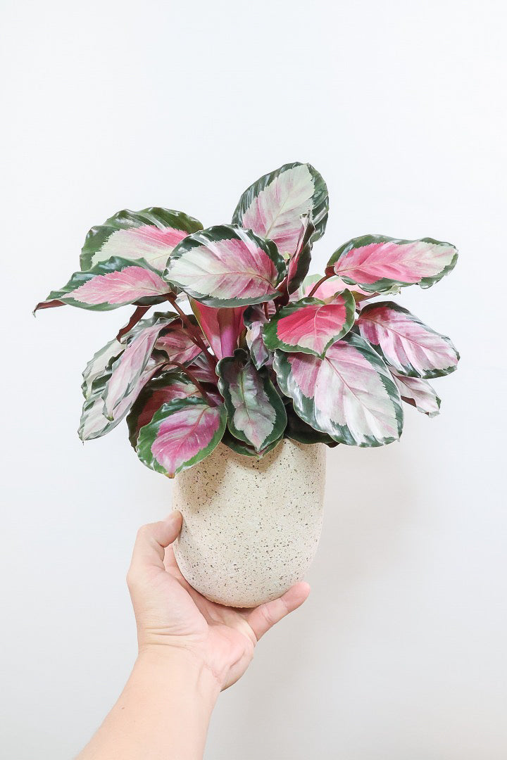 【カラテア ロージー】ラスト１鉢！まるで花束のような美しい草姿。葉色がとてもイイ感じに出ていますのでおススメです！