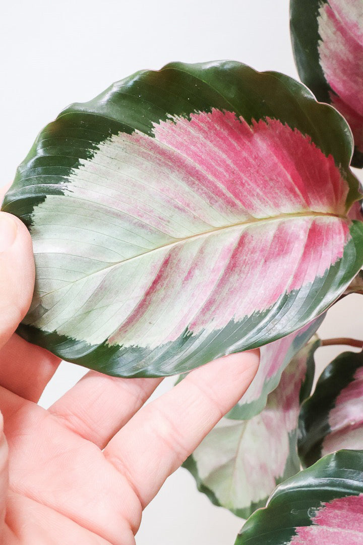 【カラテア ロージー】ラスト１鉢！まるで花束のような美しい草姿。葉色がとてもイイ感じに出ていますのでおススメです！