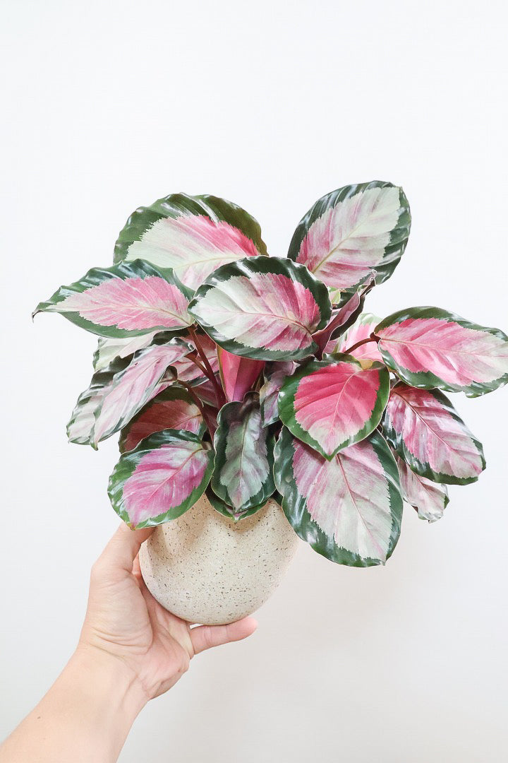 【カラテア ロージー】ラスト１鉢！まるで花束のような美しい草姿。葉色がとてもイイ感じに出ていますのでおススメです！