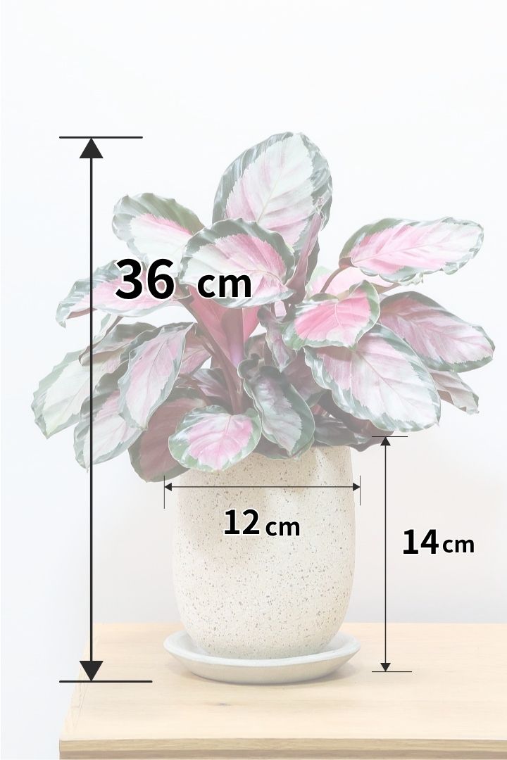 【カラテア ロージー】ラスト１鉢！まるで花束のような美しい草姿。葉色がとてもイイ感じに出ていますのでおススメです！