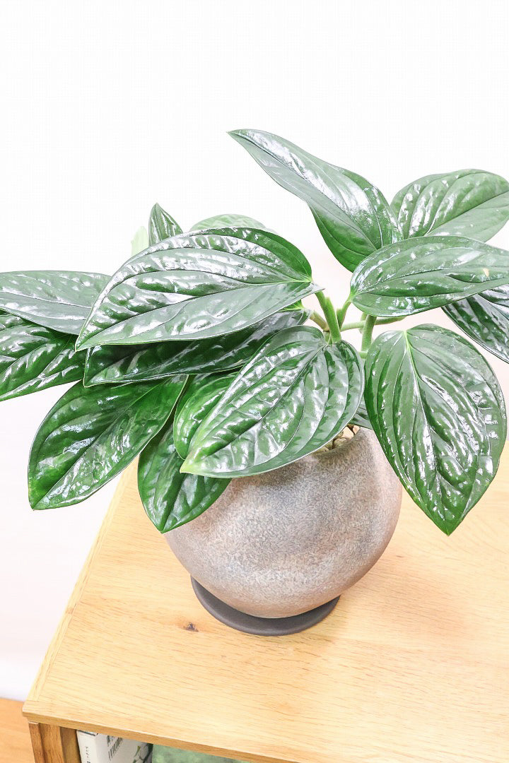 モンステラ ジェイドシャトルコックGL60781| 観葉植物の通信販売