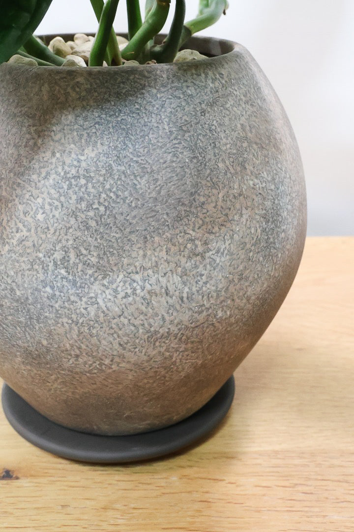 【モンステラ ジェイドシャトルコック】愛知県のこだわり生産者さんが手がけた素晴らしい個体です！