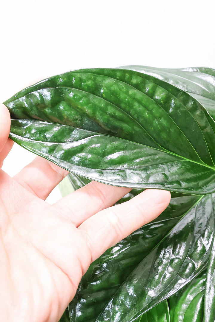 【モンステラ ジェイドシャトルコック】愛知県のこだわり生産者さんが手がけた素晴らしい個体です！