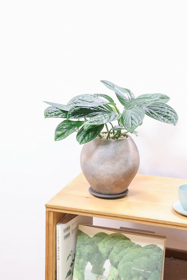 【モンステラ ジェイドシャトルコック】愛知県のこだわり生産者さんが手がけた素晴らしい個体です！