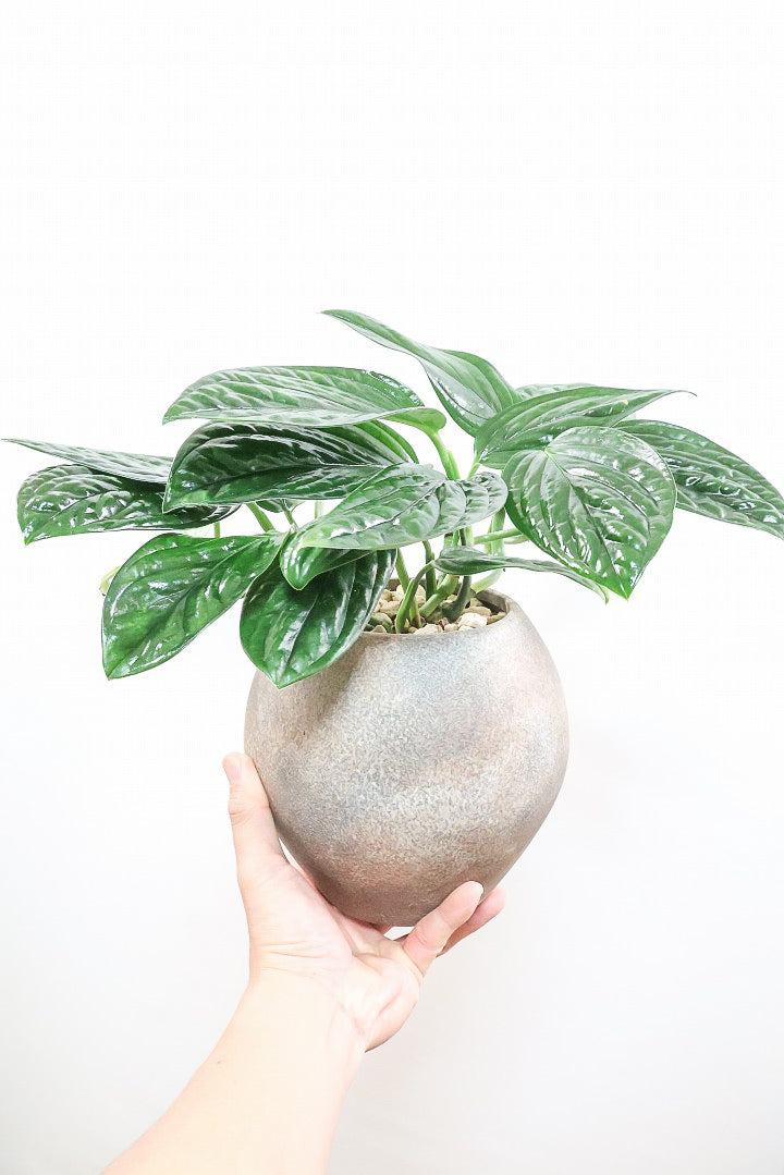 【モンステラ ジェイドシャトルコック】愛知県のこだわり生産者さんが手がけた素晴らしい個体です！