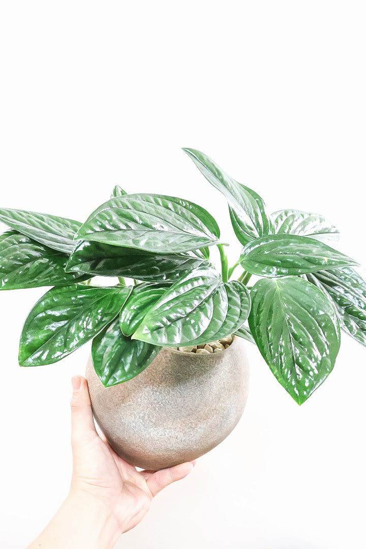 【モンステラ ジェイドシャトルコック】愛知県のこだわり生産者さんが手がけた素晴らしい個体です！