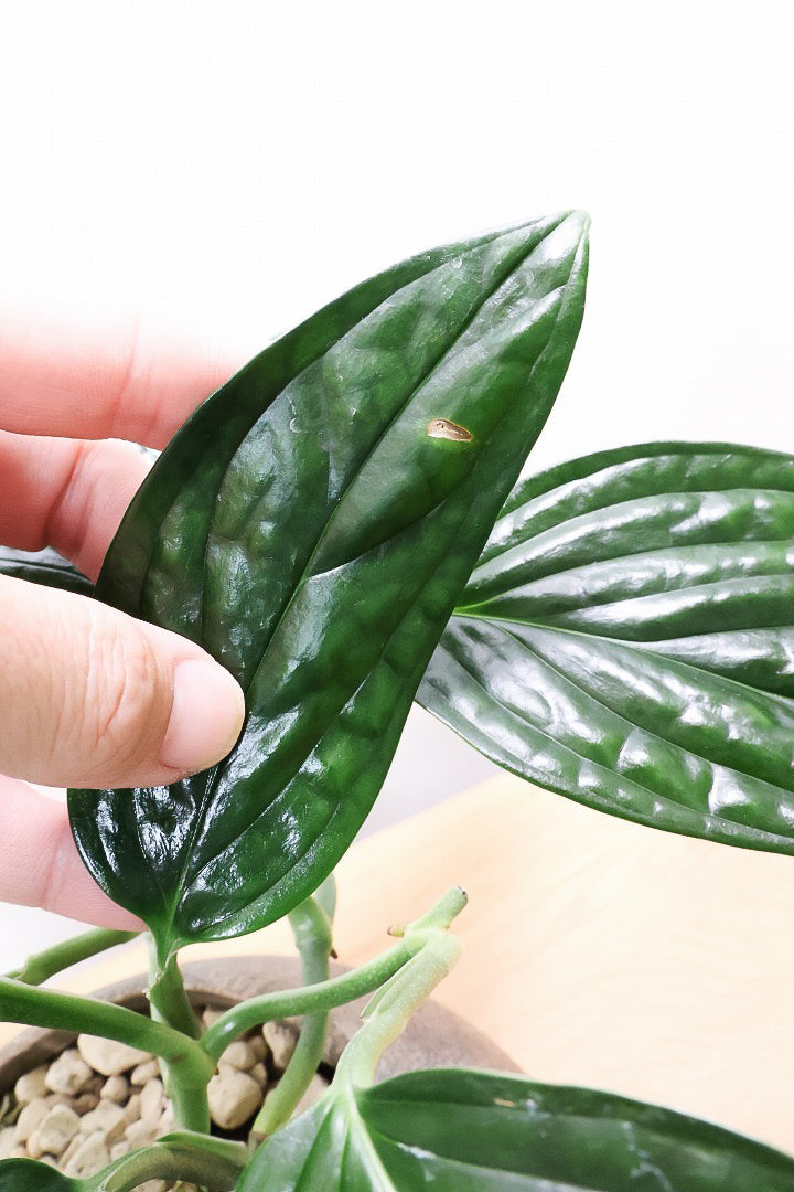 【モンステラ ジェイドシャトルコック】愛知県のこだわり生産者さんが手がけた素晴らしい個体です！