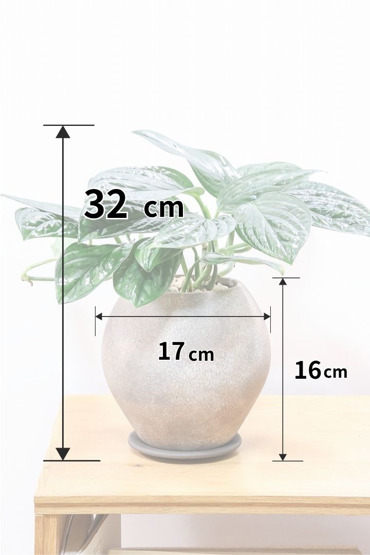 モンステラ ジェイドシャトルコックGL60781| 観葉植物の通信販売