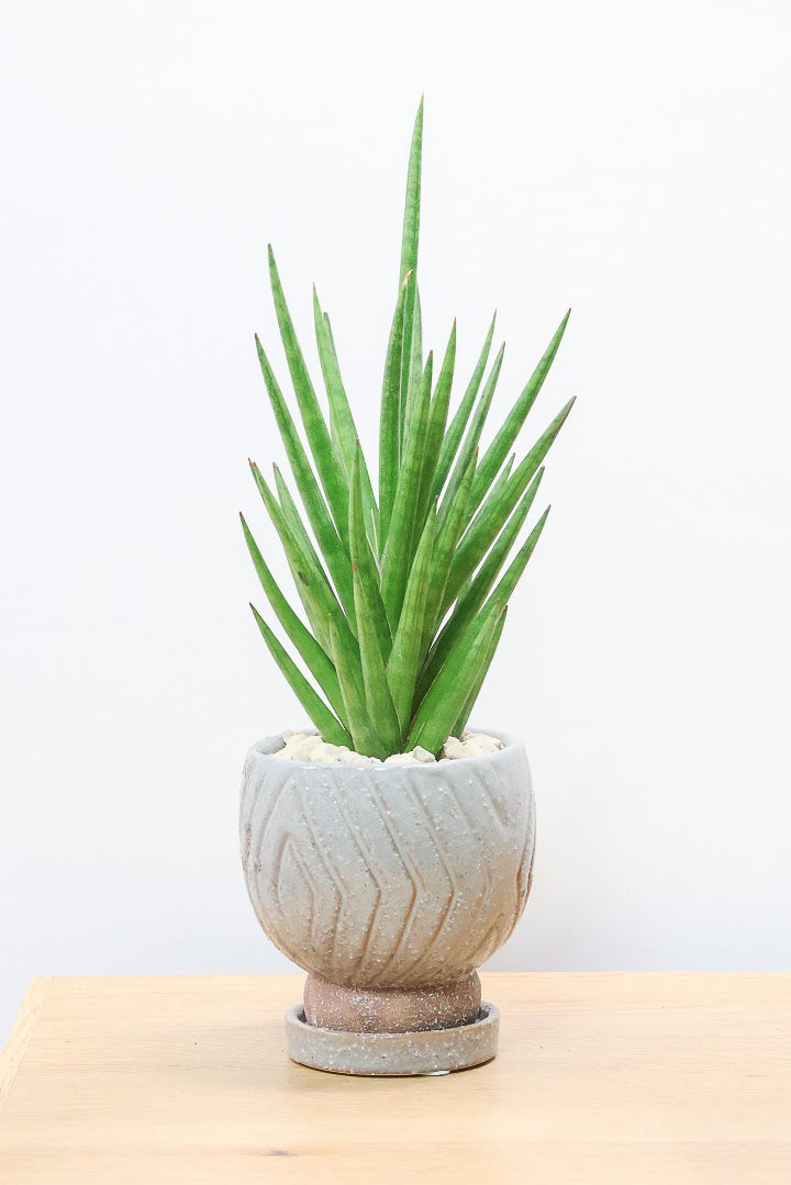 【サンスベリア フランシシー】新作のPOT！仲良しの生産者さんからいい形のものを分けてもらいました！