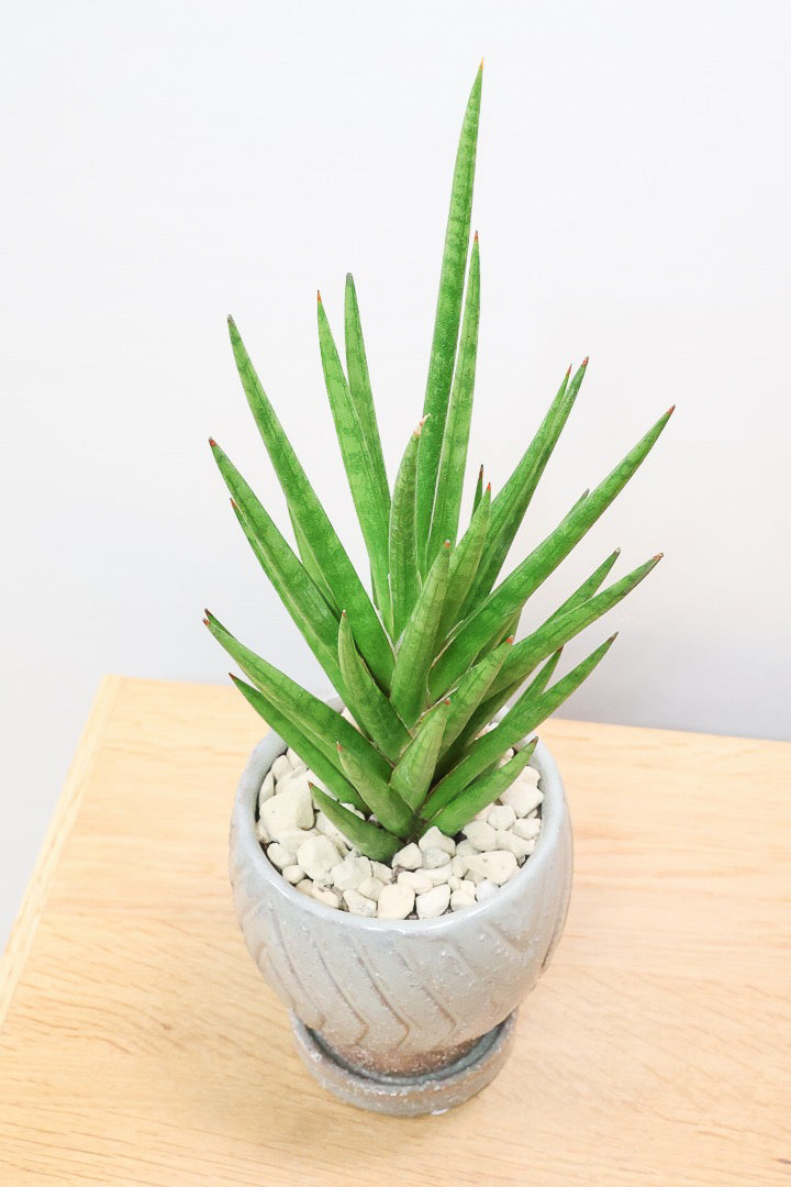 【サンスベリア フランシシー】新作のPOT！仲良しの生産者さんからいい形のものを分けてもらいました！