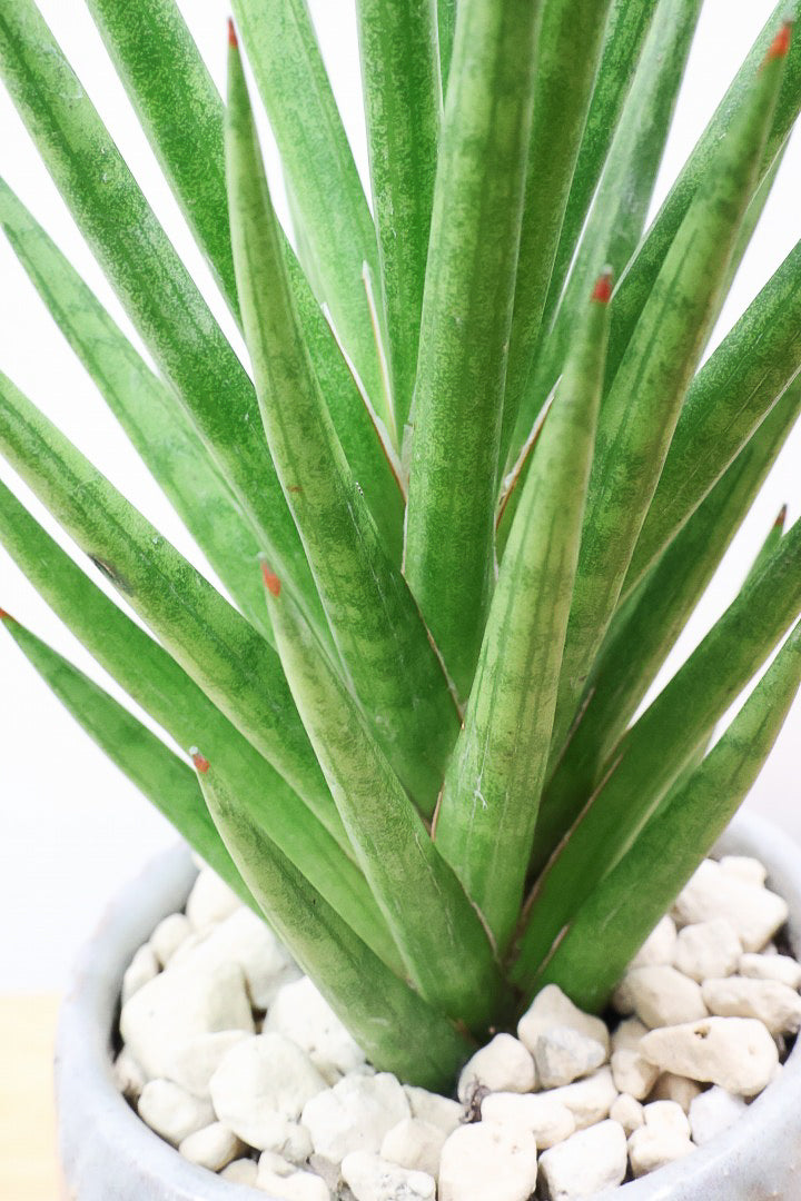 【サンスベリア フランシシー】新作のPOT！仲良しの生産者さんからいい形のものを分けてもらいました！