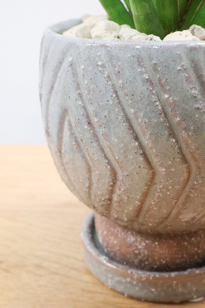 【サンスベリア フランシシー】新作のPOT！仲良しの生産者さんからいい形のものを分けてもらいました！