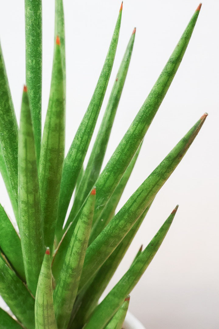 【サンスベリア フランシシー】新作のPOT！仲良しの生産者さんからいい形のものを分けてもらいました！