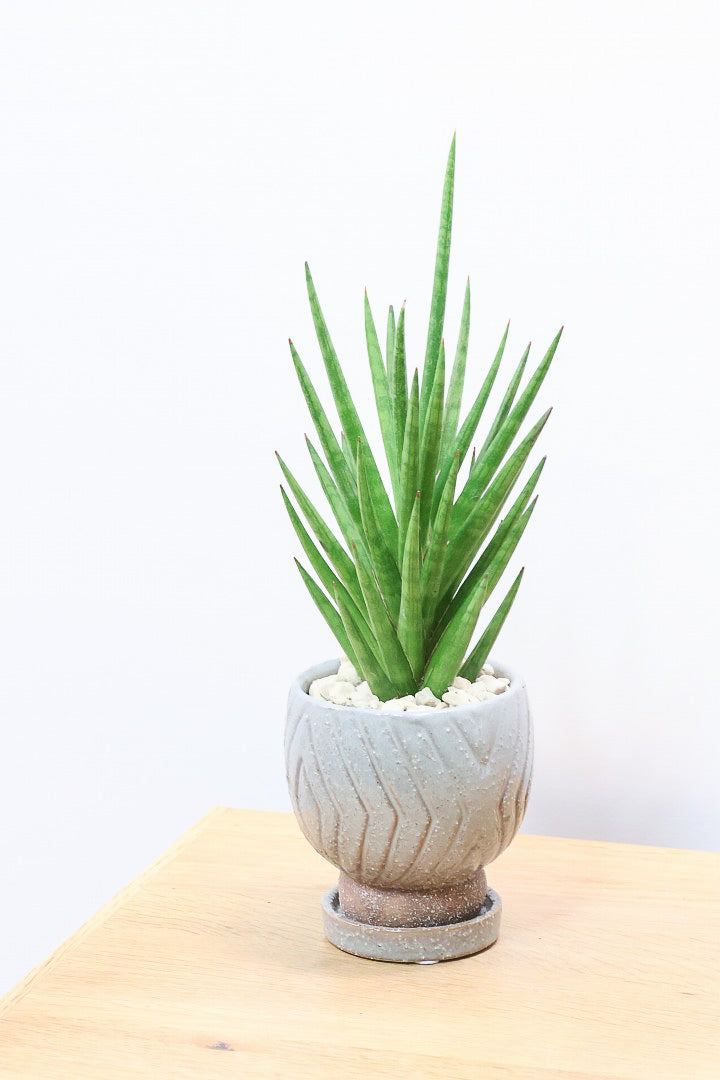 【サンスベリア フランシシー】新作のPOT！仲良しの生産者さんからいい形のものを分けてもらいました！