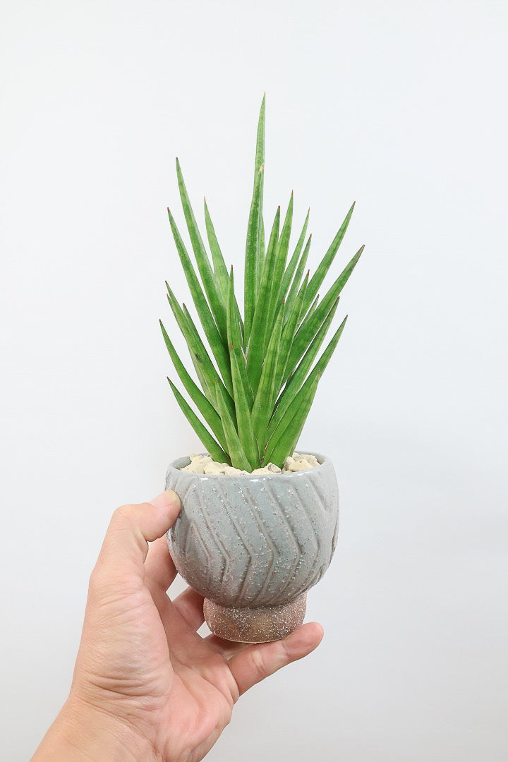 【サンスベリア フランシシー】新作のPOT！仲良しの生産者さんからいい形のものを分けてもらいました！