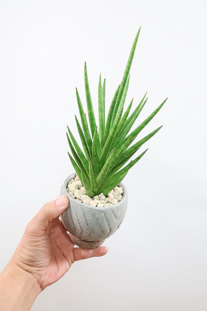 【サンスベリア フランシシー】新作のPOT！仲良しの生産者さんからいい形のものを分けてもらいました！