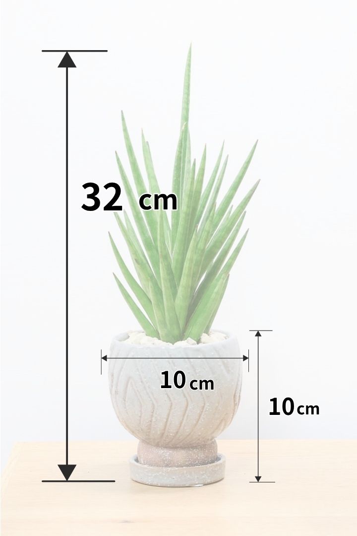 【サンスベリア フランシシー】新作のPOT！仲良しの生産者さんからいい形のものを分けてもらいました！