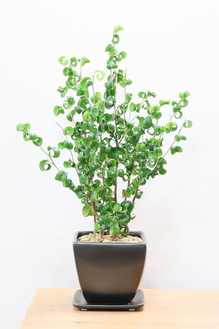 【ベンジャミン バロック】シンプルなブラックのスクエアPOT。植物のフォルムのバランスが最高だと思います！