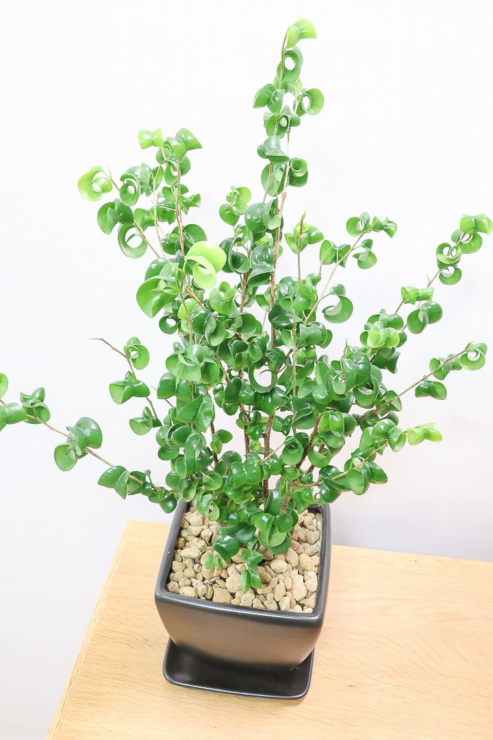 【ベンジャミン バロック】シンプルなブラックのスクエアPOT。植物のフォルムのバランスが最高だと思います！