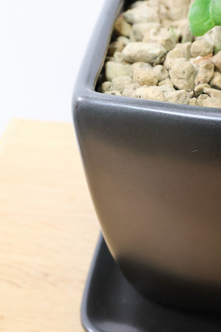 【ベンジャミン バロック】シンプルなブラックのスクエアPOT。植物のフォルムのバランスが最高だと思います！