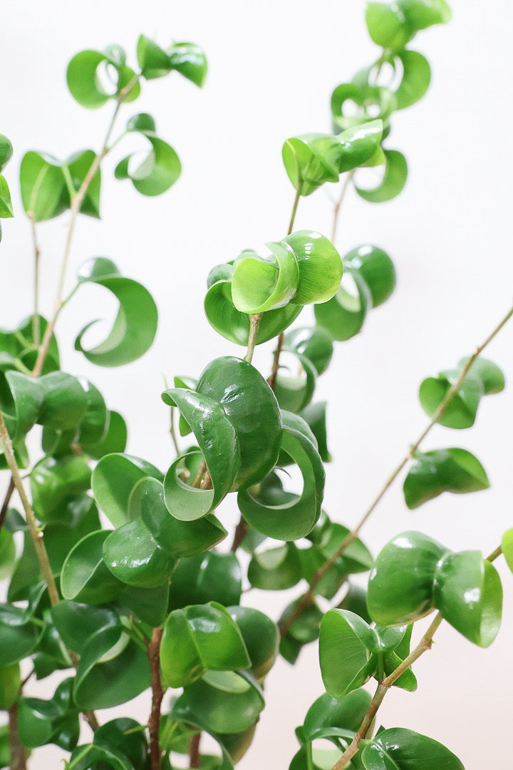 【ベンジャミン バロック】シンプルなブラックのスクエアPOT。植物のフォルムのバランスが最高だと思います！