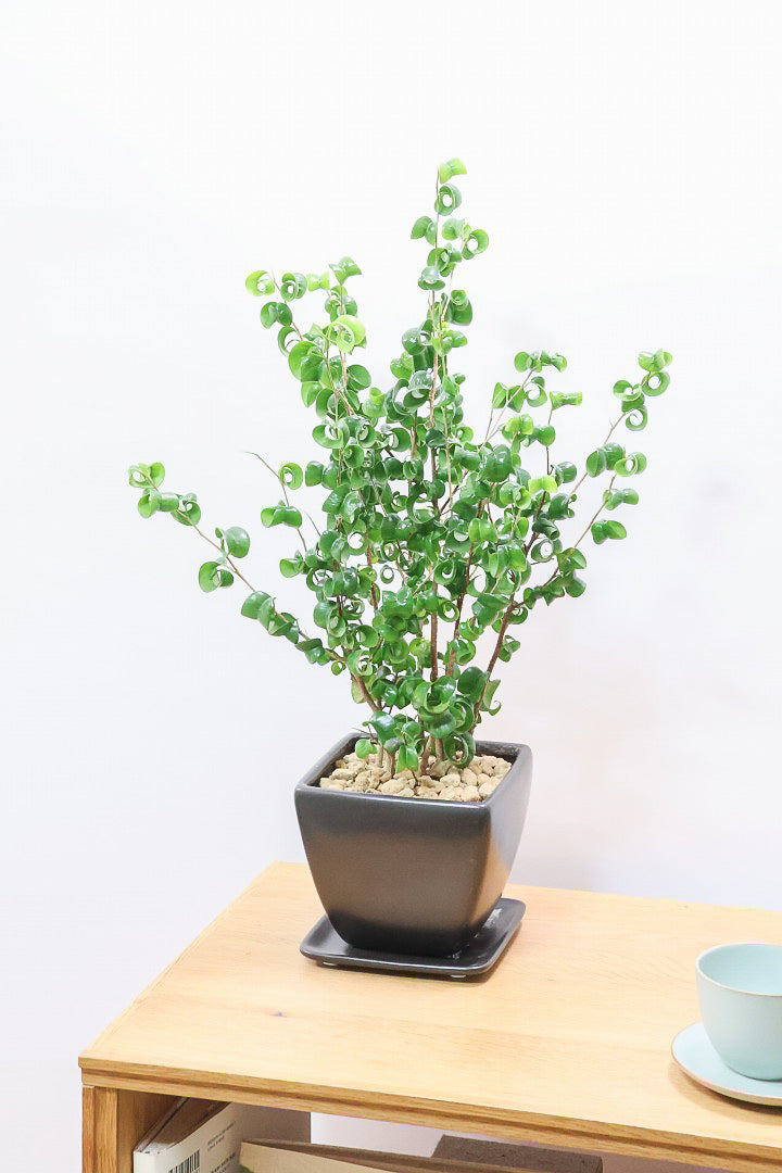 【ベンジャミン バロック】シンプルなブラックのスクエアPOT。植物のフォルムのバランスが最高だと思います！