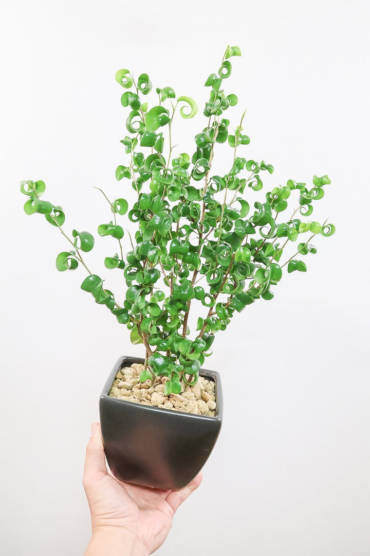 【ベンジャミン バロック】シンプルなブラックのスクエアPOT。植物のフォルムのバランスが最高だと思います！