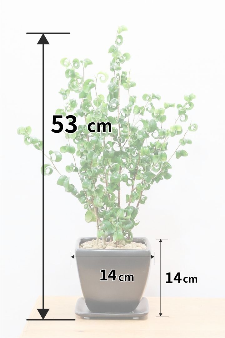 【ベンジャミン バロック】シンプルなブラックのスクエアPOT。植物のフォルムのバランスが最高だと思います！