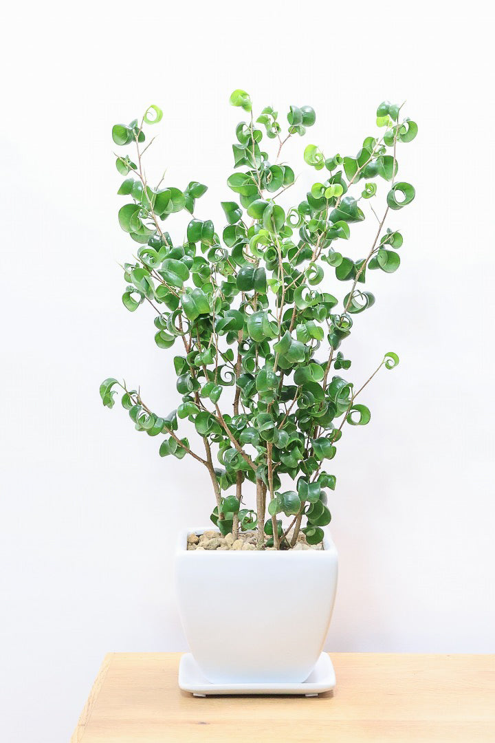 【ベンジャミン バロック】シンプルなホワイトのスクエアPOT。植物のフォルムのバランスが最高だと思います！