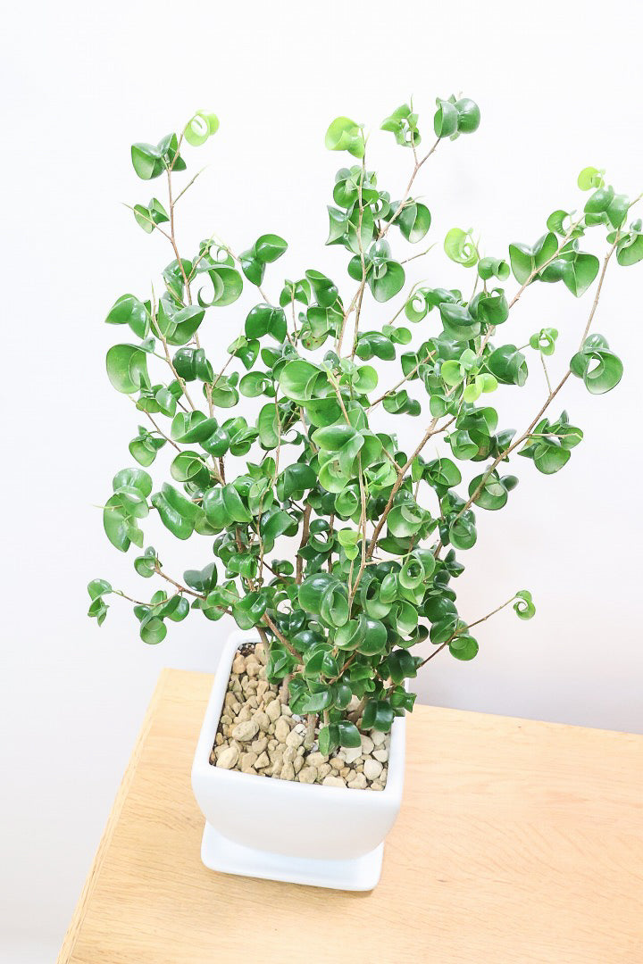 【ベンジャミン バロック】シンプルなホワイトのスクエアPOT。植物のフォルムのバランスが最高だと思います！