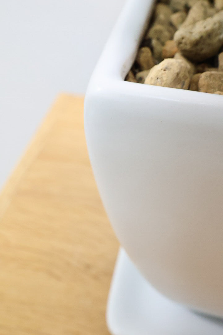 【ベンジャミン バロック】シンプルなホワイトのスクエアPOT。植物のフォルムのバランスが最高だと思います！