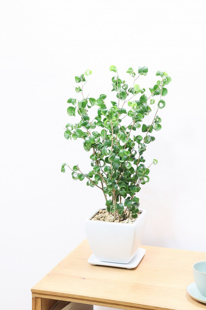 【ベンジャミン バロック】シンプルなホワイトのスクエアPOT。植物のフォルムのバランスが最高だと思います！