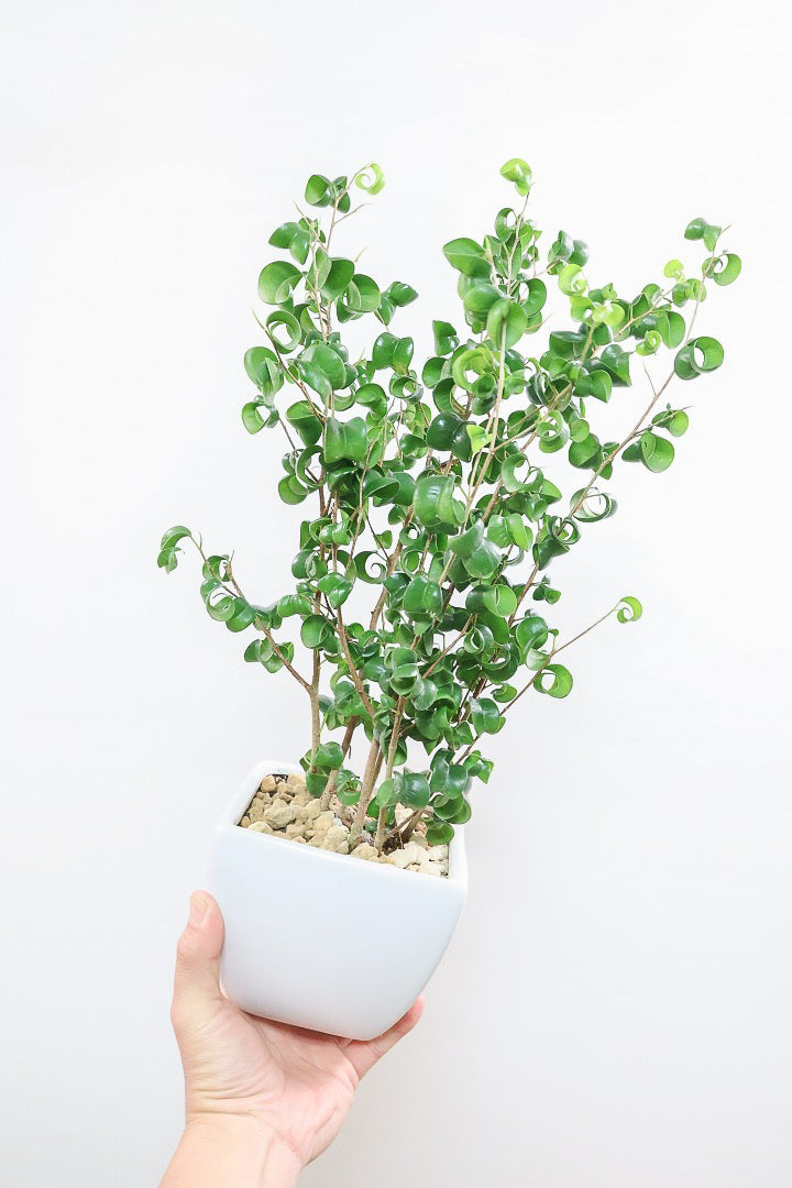 【ベンジャミン バロック】シンプルなホワイトのスクエアPOT。植物のフォルムのバランスが最高だと思います！