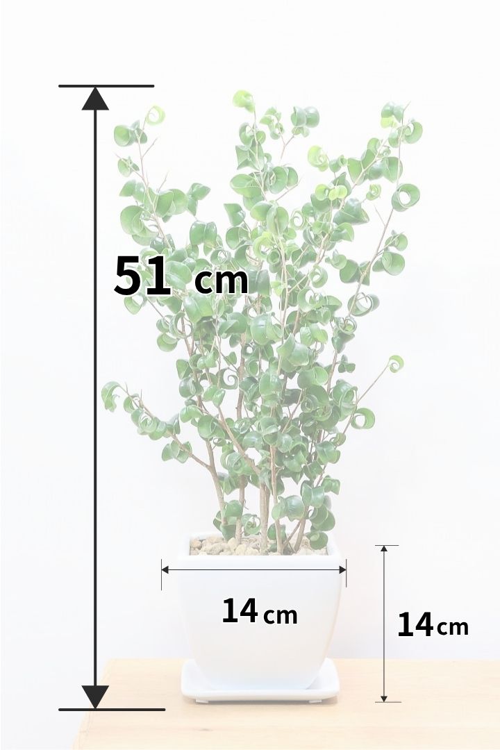 【ベンジャミン バロック】シンプルなホワイトのスクエアPOT。植物のフォルムのバランスが最高だと思います！