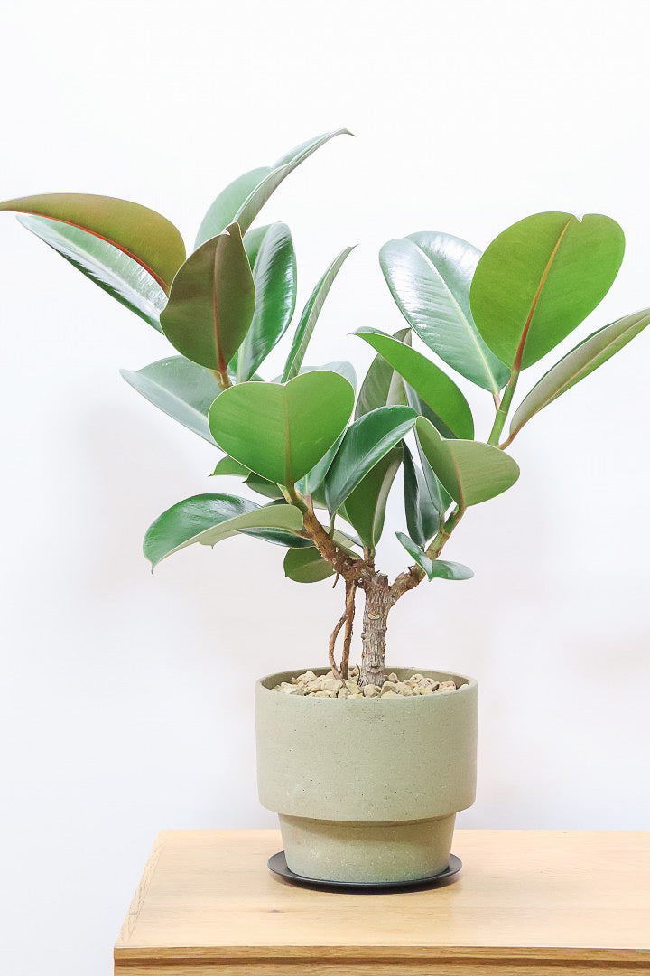 【フィカス ソフィア 】たまご型のかわいい葉！ブラックに近い濃いグリーンの葉がシブイ！ゴムの木の中でも育てやすい人気種です！