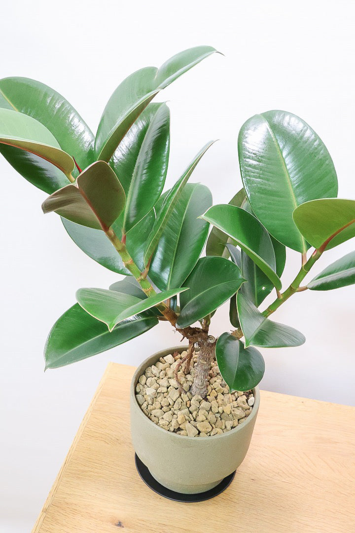 フィカス ソフィアGR60787| 観葉植物の通信販売 | APEGO(アペーゴ)