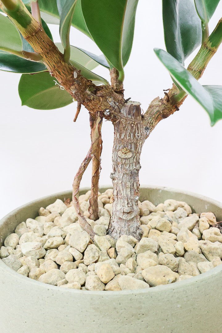 【フィカス ソフィア 】たまご型のかわいい葉！ブラックに近い濃いグリーンの葉がシブイ！ゴムの木の中でも育てやすい人気種です！