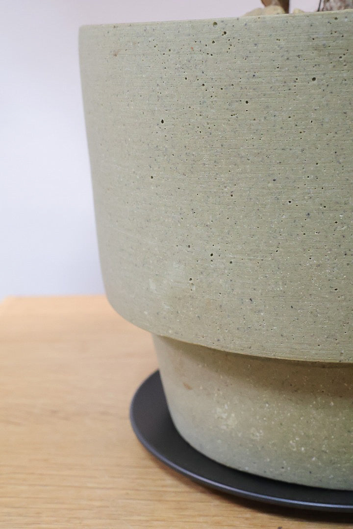 【フィカス ソフィア 】たまご型のかわいい葉！ブラックに近い濃いグリーンの葉がシブイ！ゴムの木の中でも育てやすい人気種です！