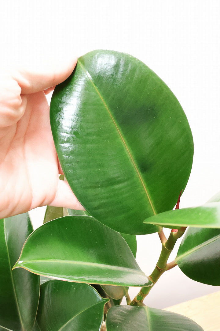 【フィカス ソフィア 】たまご型のかわいい葉！ブラックに近い濃いグリーンの葉がシブイ！ゴムの木の中でも育てやすい人気種です！
