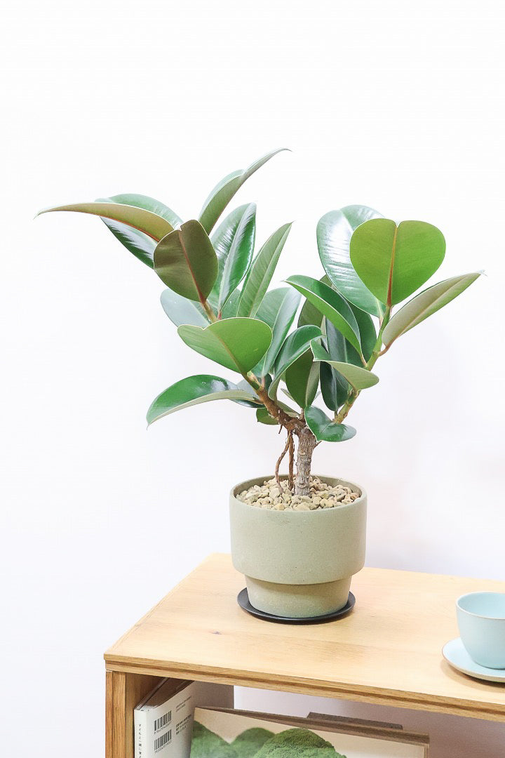 【フィカス ソフィア 】たまご型のかわいい葉！ブラックに近い濃いグリーンの葉がシブイ！ゴムの木の中でも育てやすい人気種です！